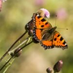 kis rokalepke Aglais urticae 1