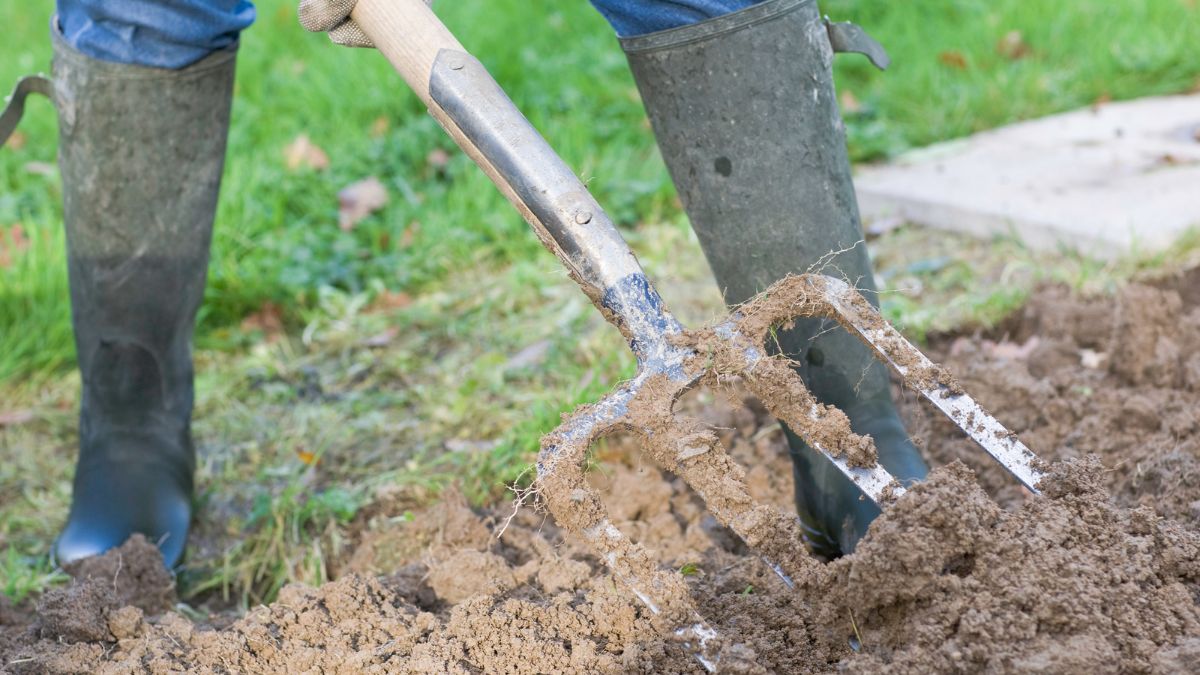 Őszi talajápolás, ásóvillával a földet lazítják a kertben.